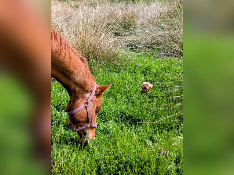 Hannoveraner Stute 4 Jahre 159 cm Fuchs in Nuthe-Urstromtal
