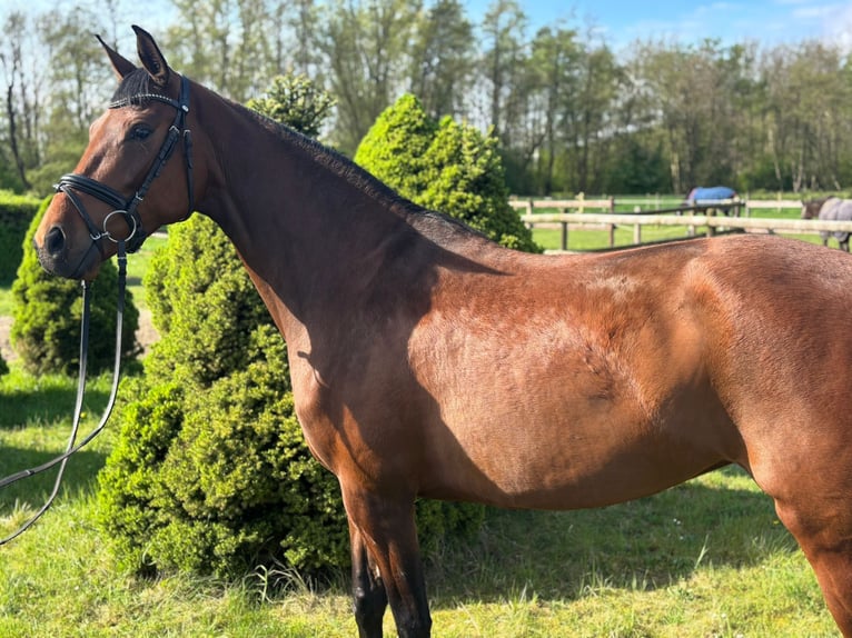 Hannoveraner Stute 4 Jahre 160 cm Brauner in Ratingen