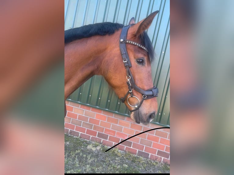 Hannoveraner Stute 4 Jahre 160 cm Brauner in Wietmarschen