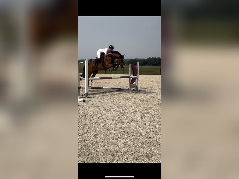 Hannoveraner Stute 4 Jahre 160 cm Brauner in Pöttmes