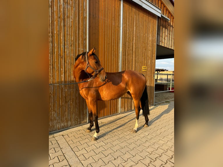 Hannoveraner Stute 4 Jahre 160 cm Brauner in Pöttmes