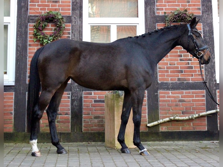 Hannoveraner Stute 4 Jahre 160 cm Dunkelbrauner in Bremerhaven