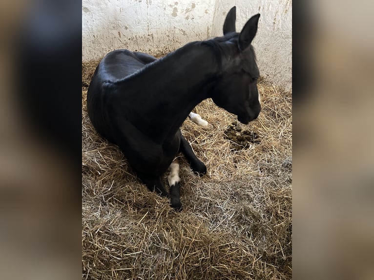 Hannoveraner Stute 4 Jahre 160 cm Rappe in Ried