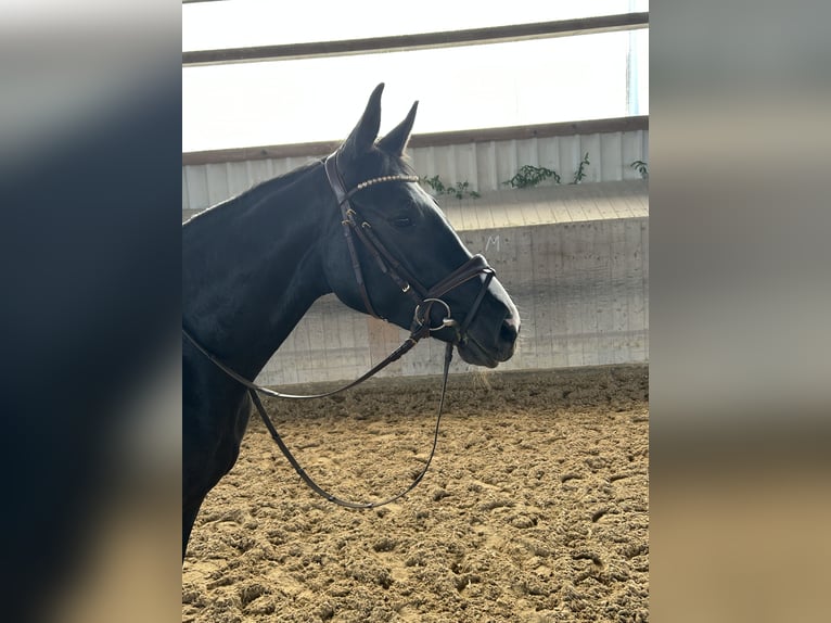 Hannoveraner Stute 4 Jahre 160 cm Rappe in Ried