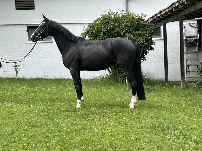 Hannoveraner Stute 4 Jahre 160 cm Rappe in Ried