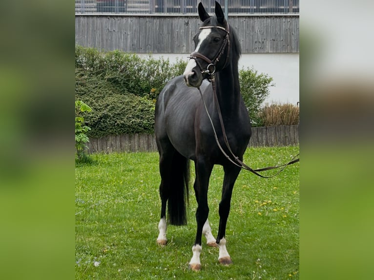 Hannoveraner Stute 4 Jahre 160 cm Rappe in Ried