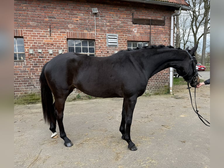 Hannoveraner Stute 4 Jahre 160 cm Rappe in Hünxe