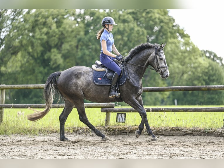 Hannoveraner Stute 4 Jahre 160 cm Rappschimmel in Lamstedt