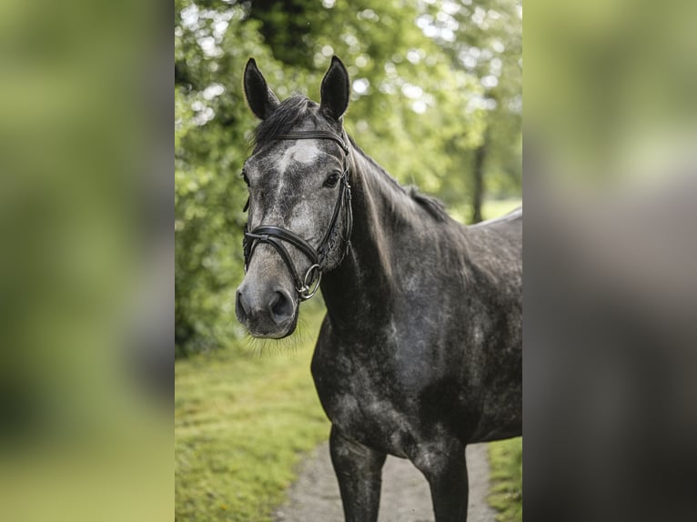 Hannoveraner Stute 4 Jahre 160 cm Rappschimmel in Lamstedt