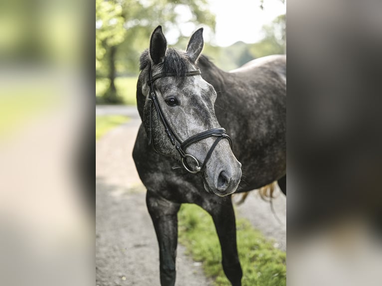Hannoveraner Stute 4 Jahre 160 cm Rappschimmel in Lamstedt