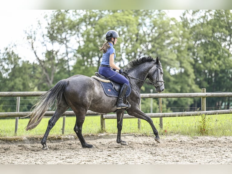 Hannoveraner Stute 4 Jahre 160 cm Rappschimmel in Lamstedt