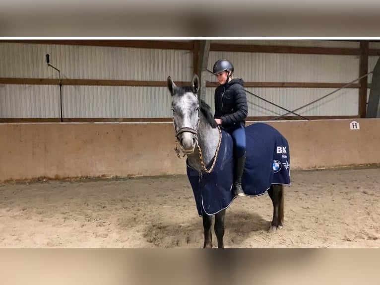Hannoveraner Stute 4 Jahre 160 cm Schimmel in L&#xFC;chow