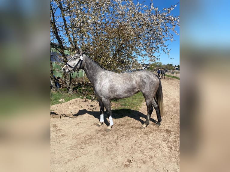 Hannoveraner Stute 4 Jahre 160 cm Schimmel in L&#xFC;chow