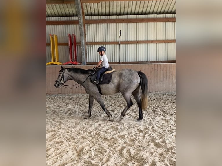 Hannoveraner Stute 4 Jahre 160 cm Schimmel in L&#xFC;chow