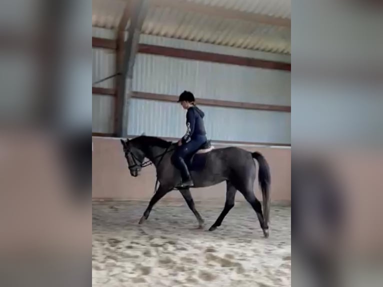 Hannoveraner Stute 4 Jahre 160 cm Schimmel in L&#xFC;chow
