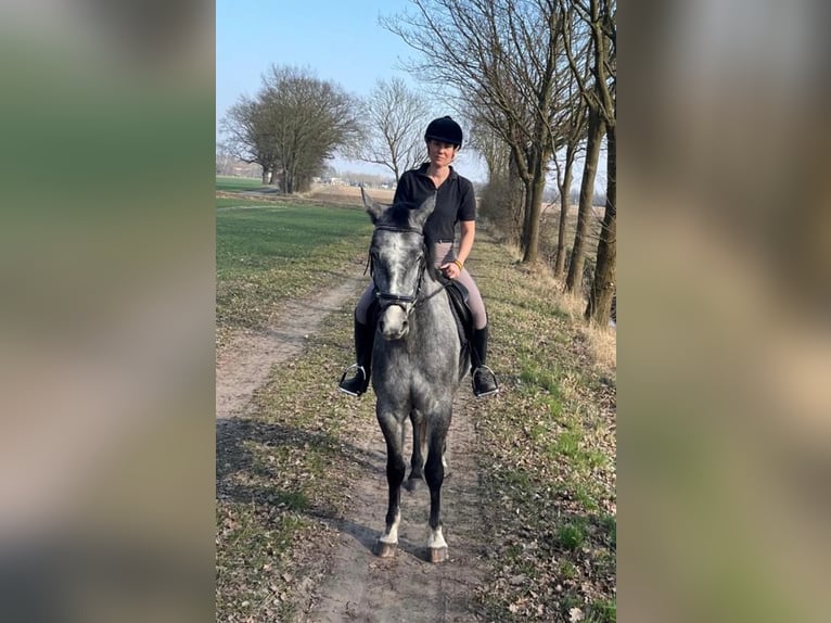 Hannoveraner Stute 4 Jahre 160 cm Schimmel in L&#xFC;chow