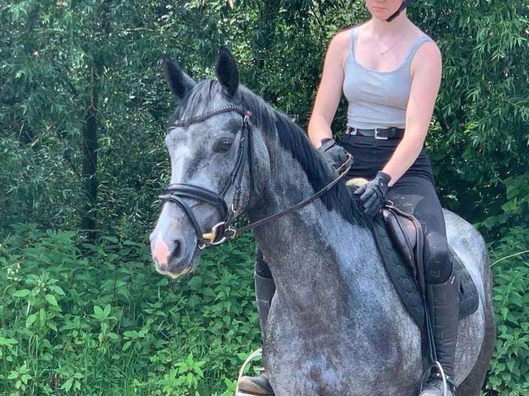 Hannoveraner Stute 4 Jahre 160 cm Schimmel in Verden (Aller)
