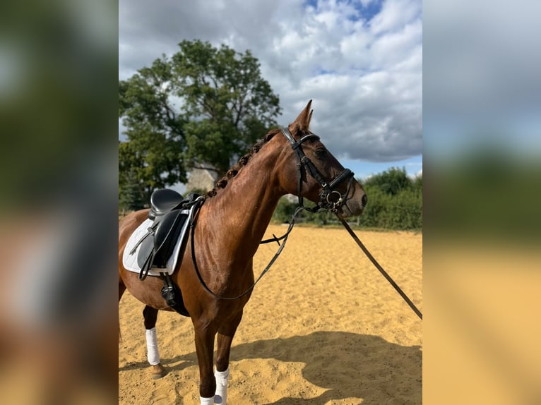 Hannoveraner Stute 4 Jahre 161 cm Fuchs in Aachen