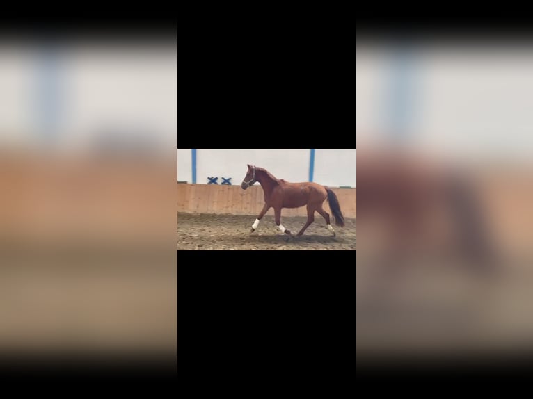 Hannoveraner Stute 4 Jahre 161 cm Fuchs in Brunete