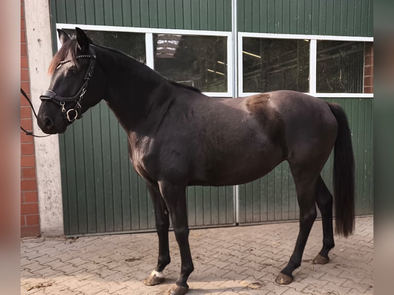 Hannoveraner Stute 4 Jahre 161 cm Rappe in Wietmarschen
