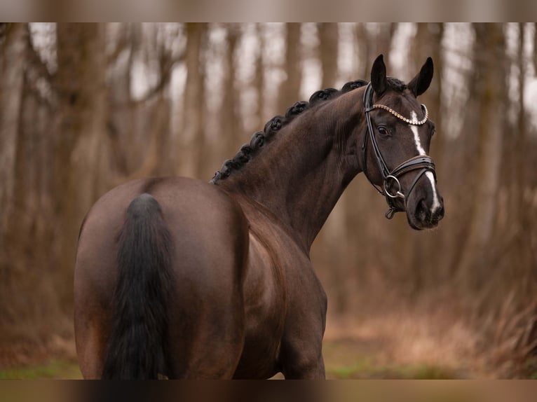 Hannoveraner Stute 4 Jahre 161 cm Schwarzbrauner in Wehringen