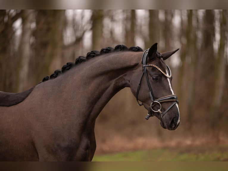 Hannoveraner Stute 4 Jahre 161 cm Schwarzbrauner in Wehringen