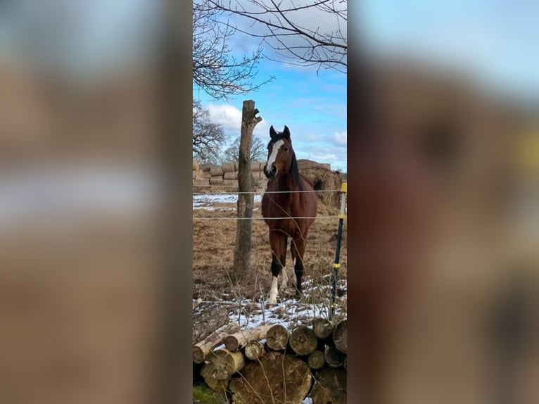 Hannoveraner Stute 4 Jahre 162 cm Brauner in Sittensen