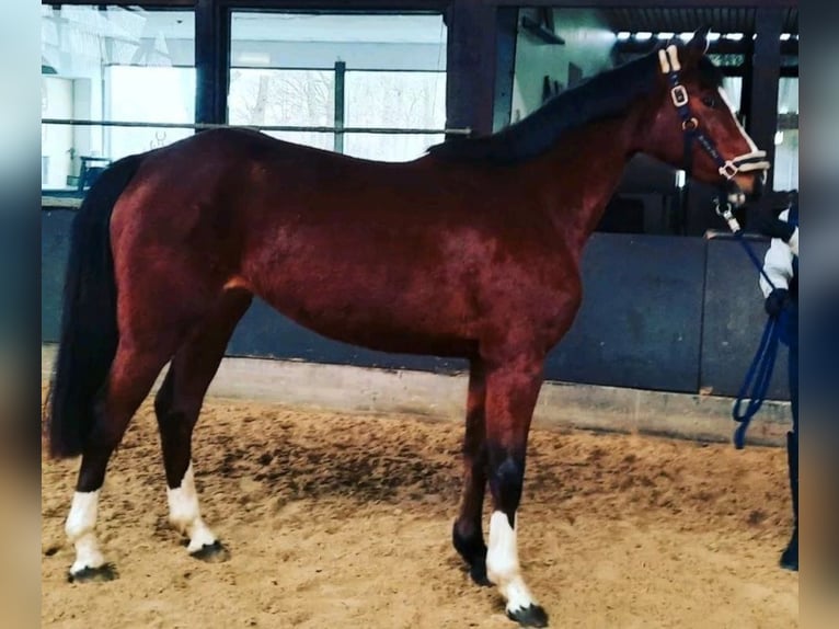 Hannoveraner Stute 4 Jahre 162 cm Brauner in Sittensen