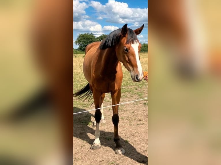 Hannoveraner Stute 4 Jahre 162 cm Brauner in Sittensen