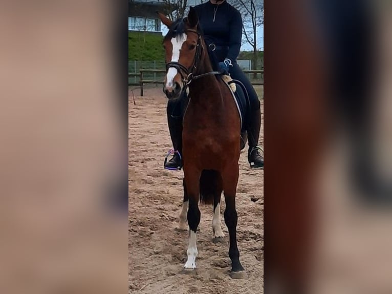 Hannoveraner Stute 4 Jahre 162 cm Brauner in Sittensen