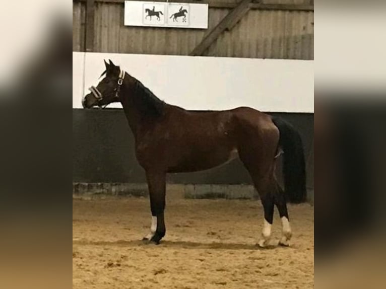 Hannoveraner Stute 4 Jahre 162 cm Brauner in Sittensen