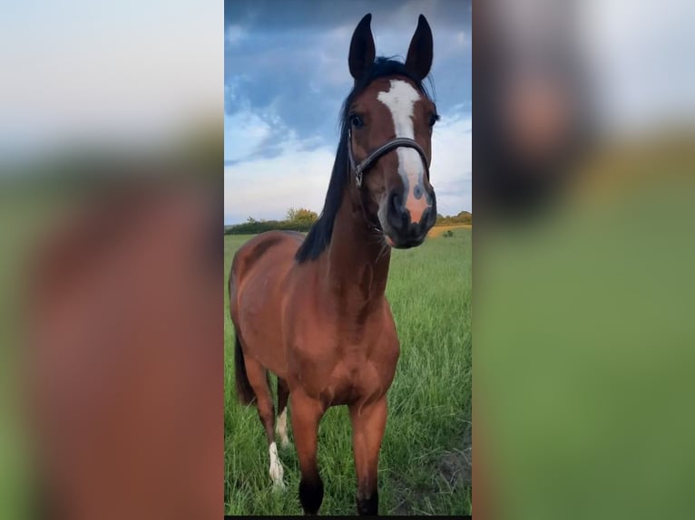 Hannoveraner Stute 4 Jahre 162 cm Brauner in Sittensen
