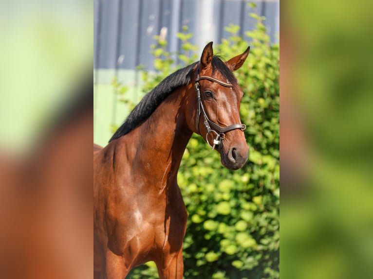 Hannoveraner Stute 4 Jahre 162 cm Brauner in Tespe