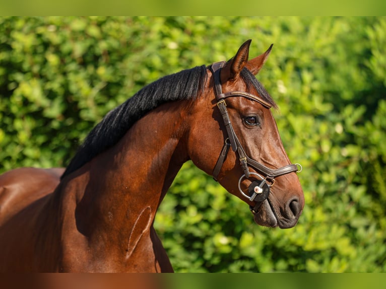 Hannoveraner Stute 4 Jahre 162 cm Brauner in Tespe
