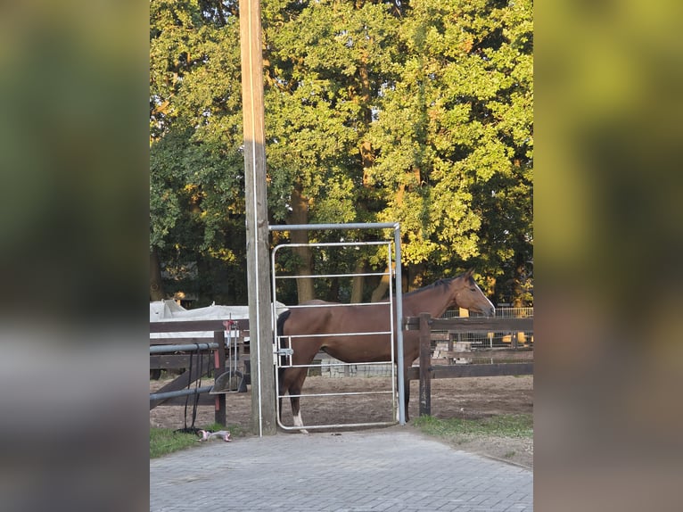 Hannoveraner Stute 4 Jahre 162 cm Brauner in Sittensen