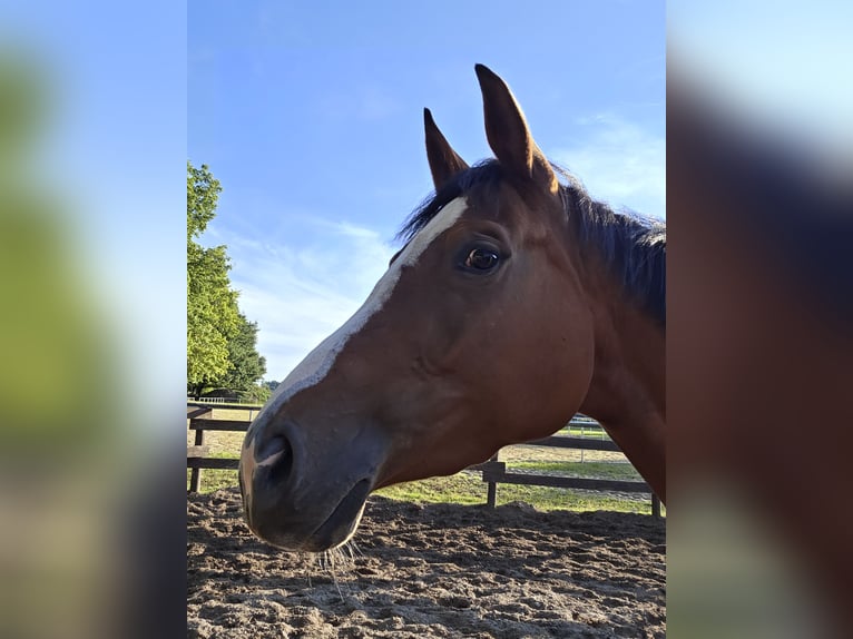 Hannoveraner Stute 4 Jahre 162 cm Brauner in Sittensen