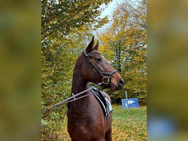 Hannoveraner Stute 4 Jahre 162 cm Brauner in Lauterbach