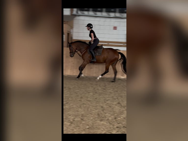 Hannoveraner Stute 4 Jahre 162 cm Brauner in Hannoversch MündeN