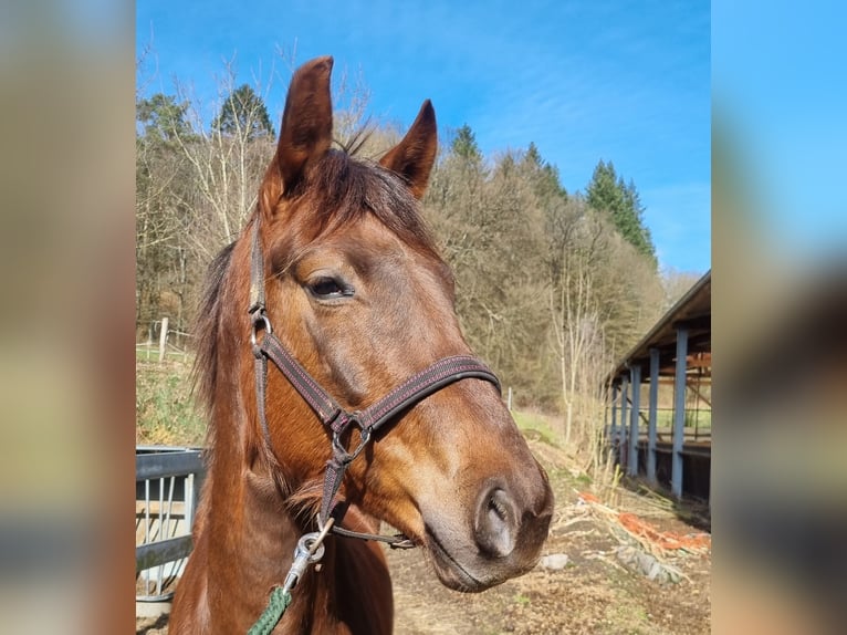 Hannoveraner Stute 4 Jahre 162 cm Dunkelfuchs in Herborn