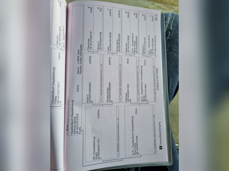 Hannoveraner Stute 4 Jahre 162 cm Dunkelfuchs in Herborn