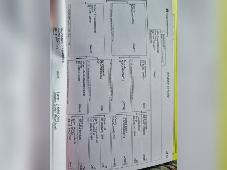 Hannoveraner Stute 4 Jahre 162 cm Dunkelfuchs in Herborn