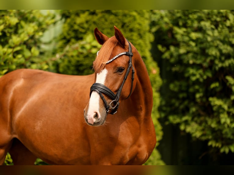 Hannoveraner Stute 4 Jahre 162 cm Fuchs in Tespe