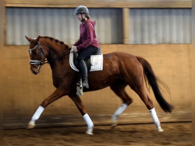 Hannoveraner Stute 4 Jahre 162 cm Fuchs in Fredenbeck