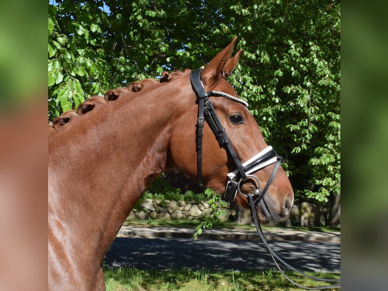 Hannoveraner Stute 4 Jahre 162 cm Fuchs in Fredenbeck