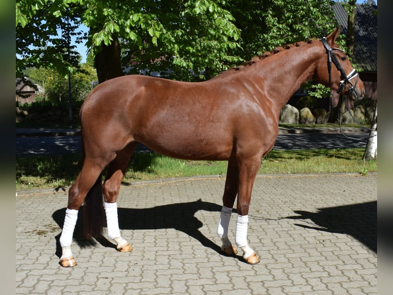 Hannoveraner Stute 4 Jahre 162 cm Fuchs in Fredenbeck