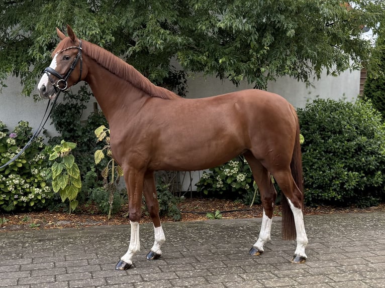 Hannoveraner Stute 4 Jahre 162 cm Fuchs in Scheeßel