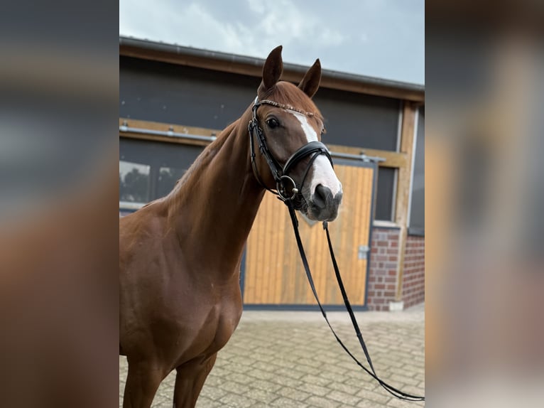 Hannoveraner Stute 4 Jahre 162 cm Fuchs in Scheeßel