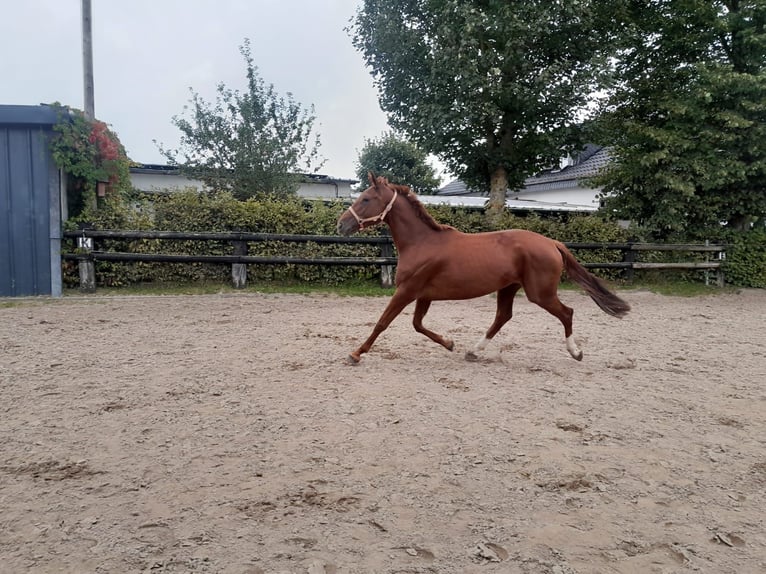 Hannoveraner Stute 4 Jahre 162 cm Fuchs in Nettersheime