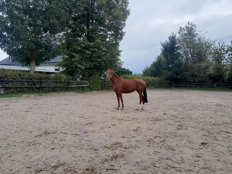 Hannoveraner Stute 4 Jahre 162 cm Fuchs in Nettersheime