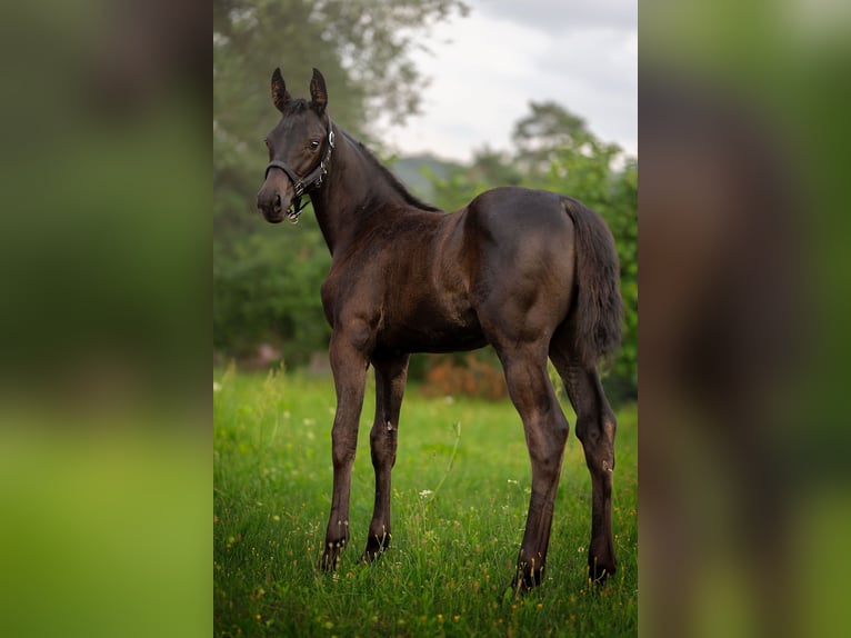 Hannoveraner Stute 4 Jahre 162 cm Rappe in Krak&#xF3;w